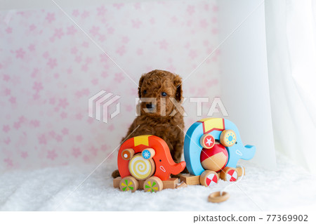 1 個月大的玩具貴賓犬小狗 1 個月大的玩具貴賓犬小狗 77369902