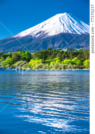 《山梨縣》初夏富士山河口湖美景 77370237