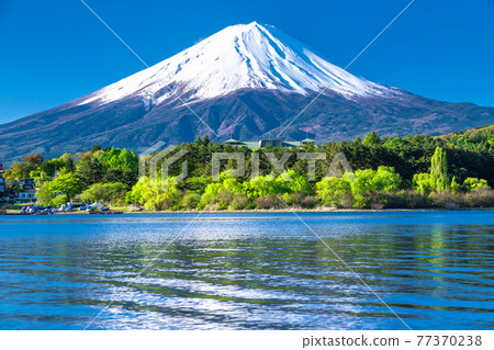 《山梨縣》初夏富士山河口湖美景 《山梨縣》初夏富士山河口湖美景 77370238