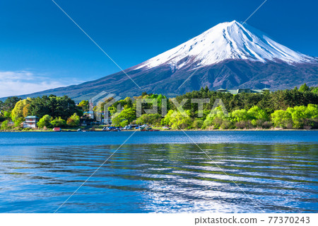 《Yamanashi Prefecture》 Early summer view of Mt. Fuji and Lake Kawaguchiko 77370243
