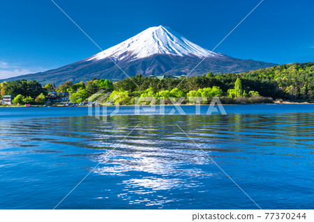 《Yamanashi Prefecture》 Early summer view of Mt. Fuji and Lake Kawaguchiko 77370244