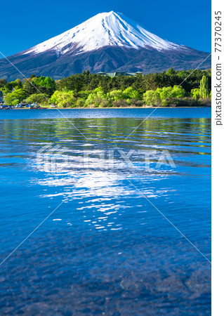 《Yamanashi Prefecture》 Early summer view of Mt. Fuji and Lake Kawaguchiko 《Yamanashi Prefecture》 Early summer view of Mt. Fuji and Lake Kawaguchiko 77370245