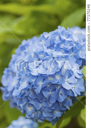 Light blue hydrangea Light green and hydrangea Hydrangea Light blue hydrangea Light green and hydrangea Hydrangea 77370246