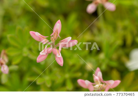 Lupine flowers after full bloom 77370465