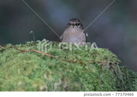 A cute and beautiful wren that came out of nowhere and stopped in front of me 77370466