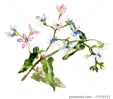 Blue star watercolor painting Blue star watercolor painting 77370731