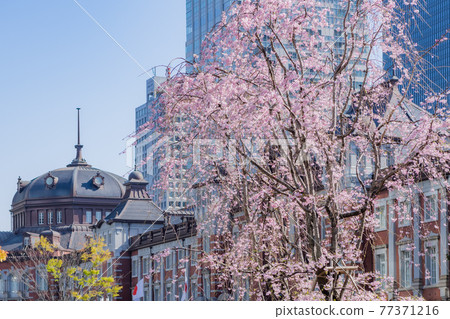 東京站和櫻花，丸之內出口的櫻花，市內的櫻花 77371216