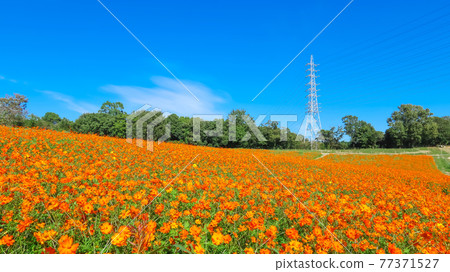Aichi Ranch, cosmos in full bloom <Nisshin City, Aichi Prefecture> 77371527