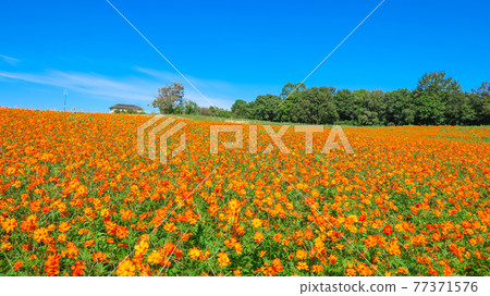 Aichi Ranch, cosmos in full bloom <Nisshin City, Aichi Prefecture> 77371576