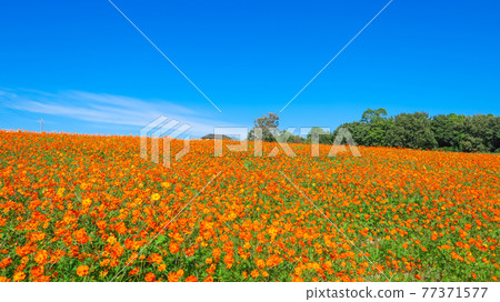 Aichi Ranch, cosmos in full bloom <Nisshin City, Aichi Prefecture> 77371577