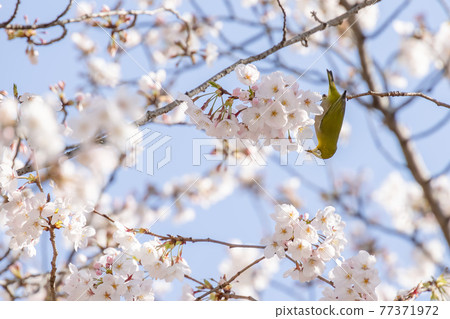 Sakura and Japanese white-eye in full bloom with beautiful pink petals 77371972