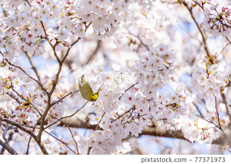 Sakura and Japanese white-eye in full bloom with beautiful pink petals Sakura and Japanese white-eye in full bloom with beautiful pink petals 77371973