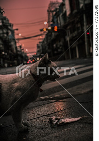Inspiring sunrise cat Inspiring sunrise cat 77372099