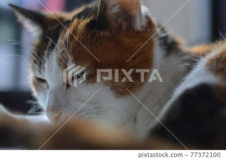 The profile of a cat The profile of a cat 77372100