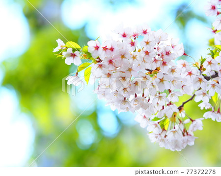 Hokkaido Somei Yoshino Hokkaido Somei Yoshino 77372278