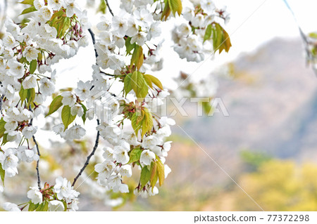 White cherry blossom 77372298