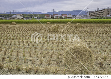 Rice straw rolls drying in a rice field 77372653