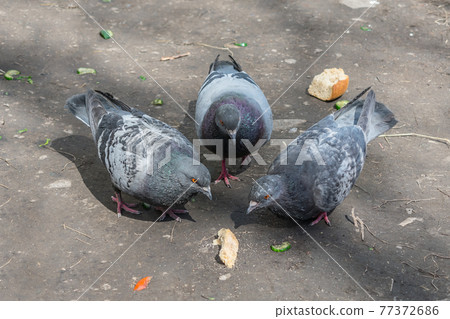Two gray pigeons eat a piece of bread on the ground, the third is watching them Two gray pigeons eat a piece of bread on the ground, the third is watching them 77372686