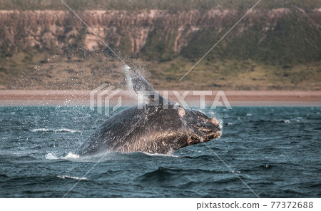Whale Patagonia Argentina Whale Patagonia Argentina 77372688