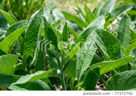 Comfrey's leaves 77372792