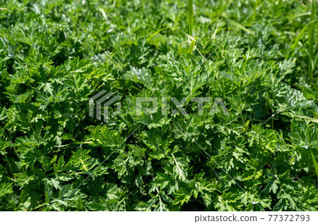 One side of wormwood 77372793