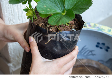 Planting strawberries in a flower pot. Female hands hold a strawberry bush for planting. Planting strawberries in a flower pot. Female hands hold a strawberry bush for planting. 77373262