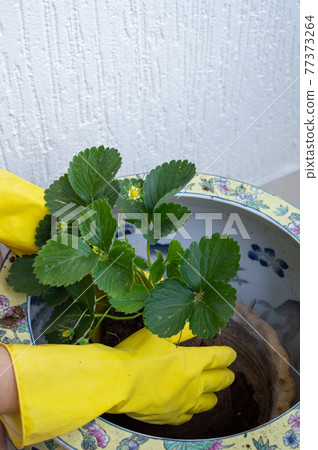 The process of planting strawberries in a pot with earth. Planting a seedling with your hands in yellow gloves. The process of planting strawberries in a pot with earth. Planting a seedling with your hands in yellow gloves. 77373264