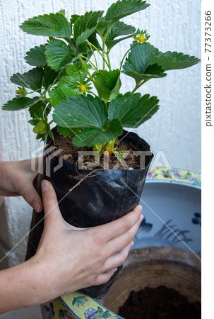 Strawberry seedlings in women's hands. Strawberry bush with berries for planting in a pot with earth. Strawberry seedlings in women's hands. Strawberry bush with berries for planting in a pot with earth. 77373266