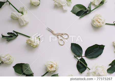 Floral composition with white roses and scissors on white background. Flatlay, top view Floral composition with white roses and scissors on white background. Flatlay, top view 77373267