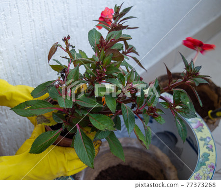 Close-up top view of plants. Red flowers with small green leaves. Planting plants with red flowers in their hands. Close-up top view of plants. Red flowers with small green leaves. Planting plants with red flowers in their hands. 77373268