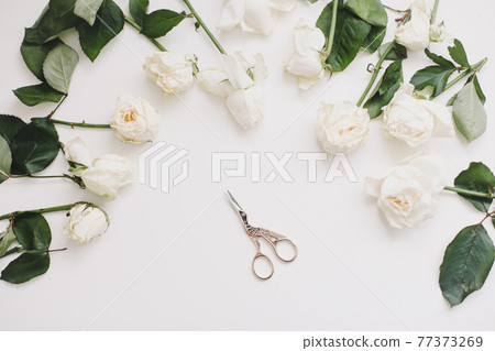 Floral composition with white roses and scissors on white background. Flatlay, top view Floral composition with white roses and scissors on white background. Flatlay, top view 77373269