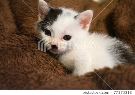 Protected abandoned cat 77373318