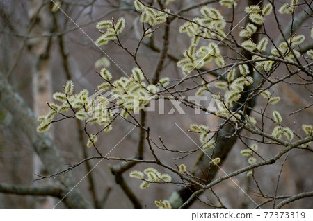 Ears of pussy willow, Mt. Akagi, Gunma Prefecture, early May, light rainy day 77373319