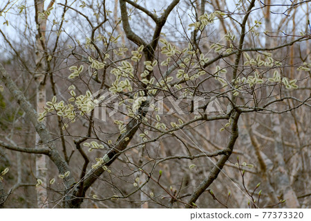 Ears of pussy willow, Mt. Akagi, Gunma Prefecture, early May, light rainy day 77373320