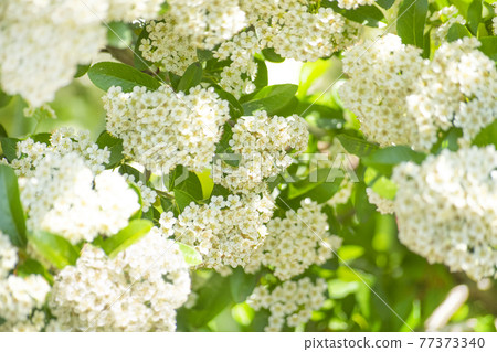 有豐富的白花、綠葉和空白的風景 有豐富的白花、綠葉和空白的風景 77373340