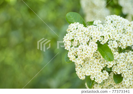 A landscape of rich white flowers, green leaves and white space A landscape of rich white flowers, green leaves and white space 77373341