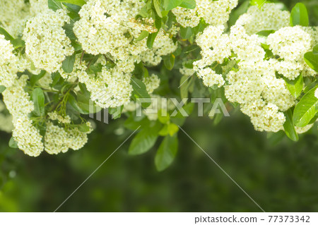 有豐富的白花、綠葉和空白的風景 有豐富的白花、綠葉和空白的風景 77373342