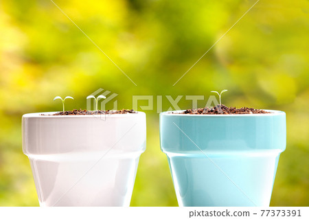 sprout, sprout image 77373391