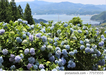 Hydrangea garden on a hill overlooking Maizuru Bay 77373555