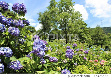 A straight road of hydrangea sewn between the trees 77373556