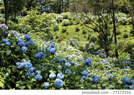 舞鶴自然文化公園的繡球花海 77373558