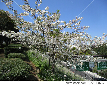 Diet Front Park North Garden 77373637
