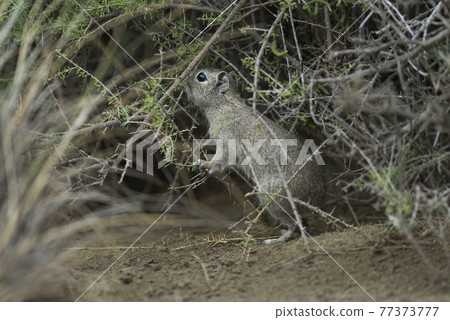 Patagonian Cavi.Peninsula de Valdes 77373777
