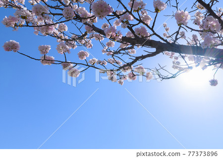 Spring flowers and cherry blossoms in Hokkaido 77373896