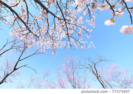 Spring flowers and cherry blossoms in Hokkaido 77373897