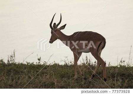 Impala .Kruger National Park South Africa Impala .Kruger National Park South Africa 77373928