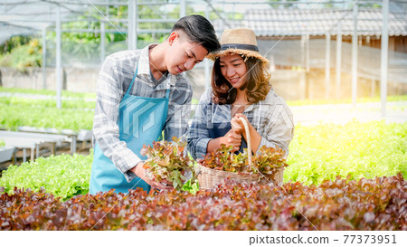 Farmer harvesting vegetable organic salad, lettuce from hydroponic farm for customers Farmer harvesting vegetable organic salad, lettuce from hydroponic farm for customers 77373951
