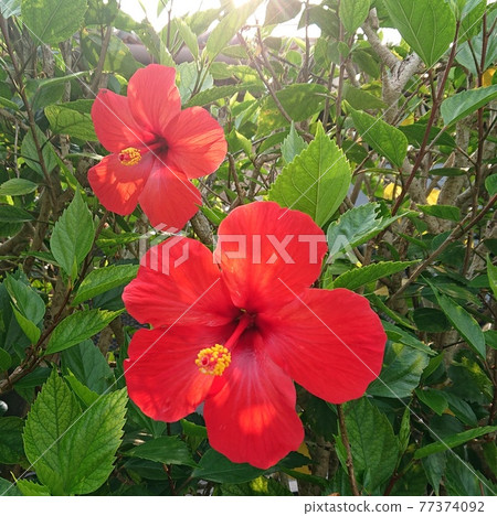 Hibiscus Hibiscus 77374092