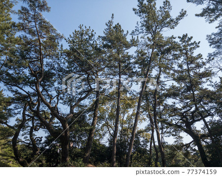 Kuribayashi Park in early spring 77374159