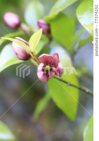 Safflower Tang dynasty flower (Safflower Magnolia figo) 77374202